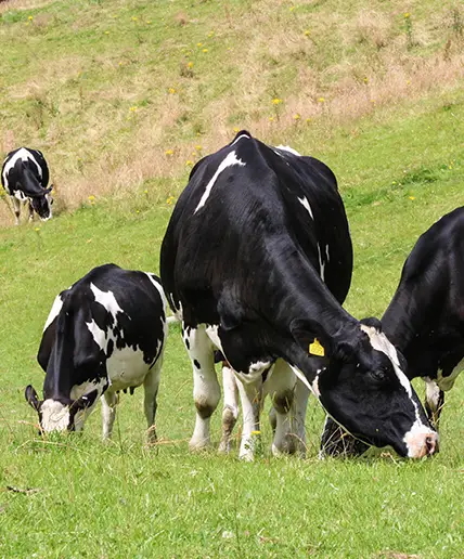 Vacas pastando