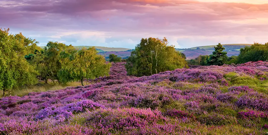 03_xeneros Foto de flores con un bosque de fondo y un atardecer
